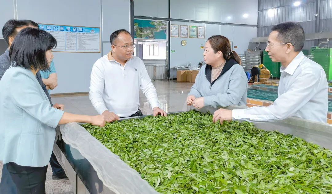 陈夏广到红山镇调研茶产业发展和“百千万工程”工作