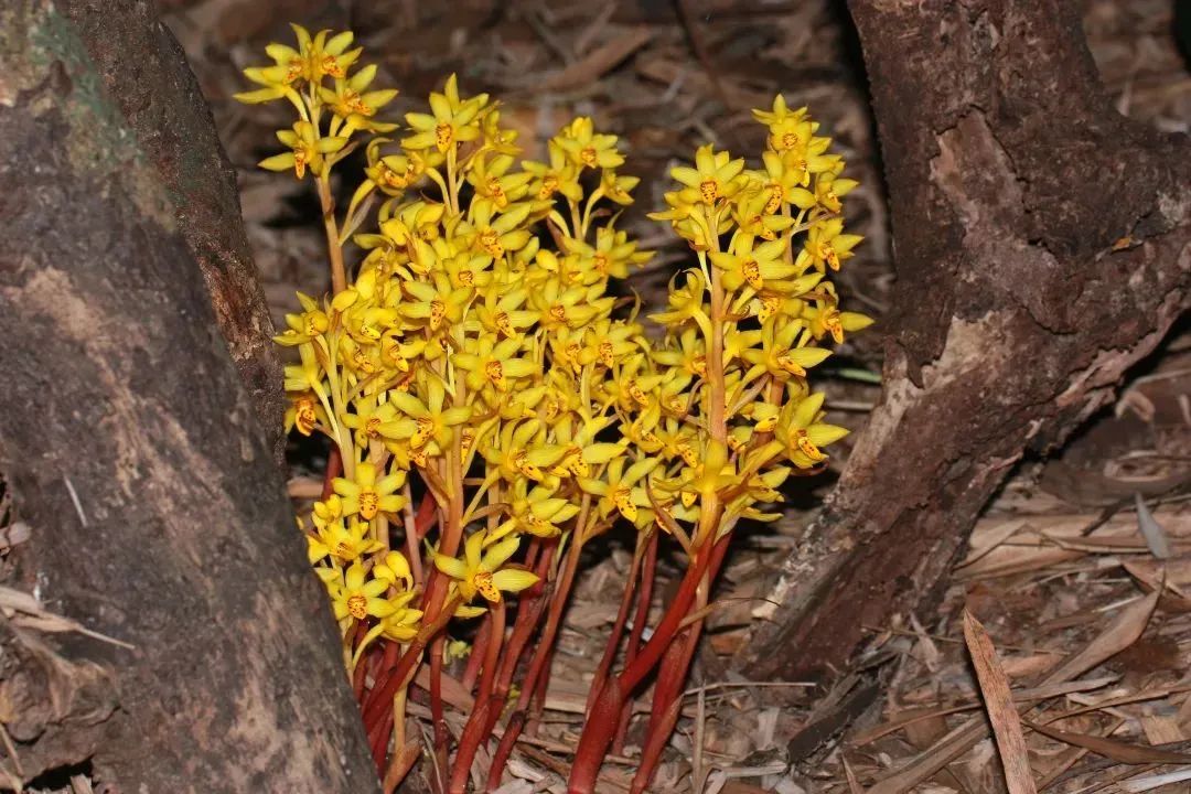 丹霞兰（国家二级保护植物、丹霞山特有种） 景区提供.jpg