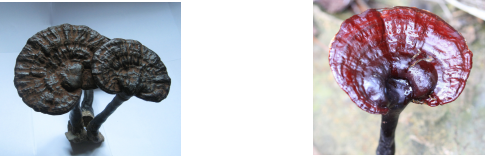 图片30.png